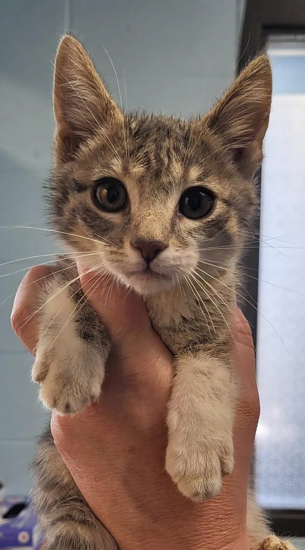 A baby small-sized male Domestic Short Hair cat named Kd Mercury for adoption in Lawrenceville, GA
