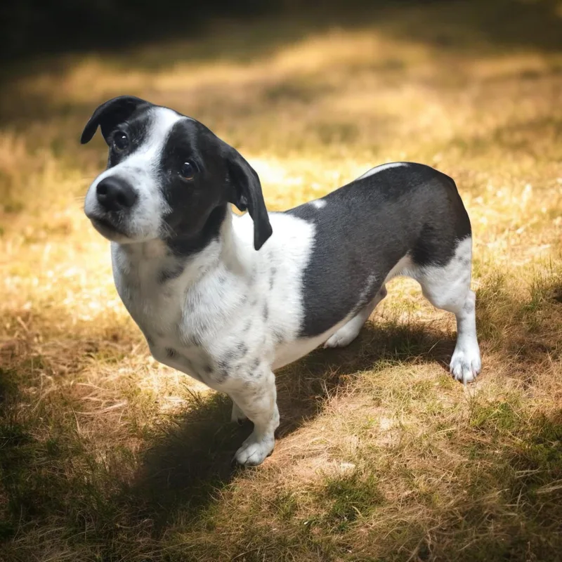 An adult small-sized male Black Basset Hound dog named Yogi for adoption in Chesnee, SC