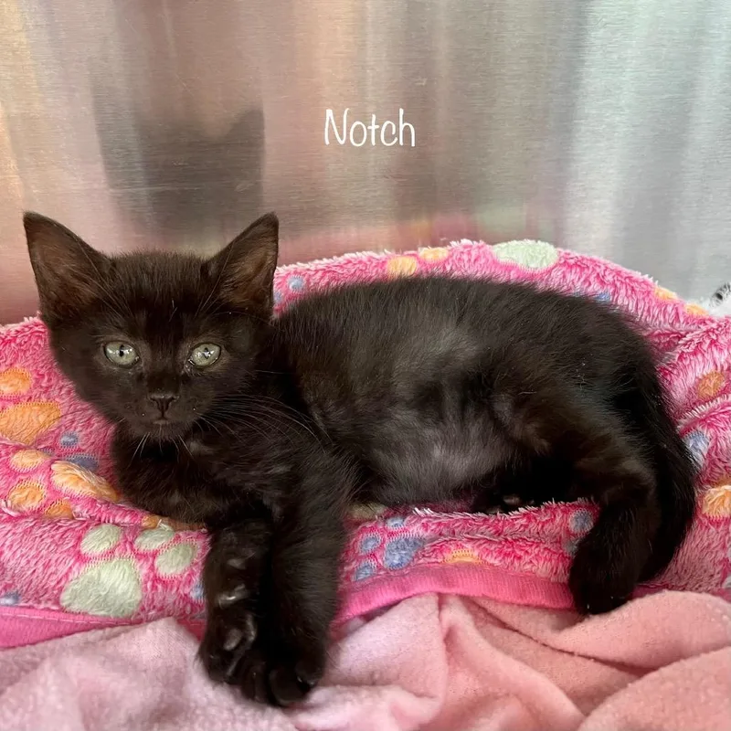 A baby small-sized female Black Domestic Short Hair cat named Notch for adoption in Madisonville, TN