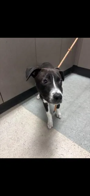 A young medium-sized male Pit Bull Terrier dog named Oreo for adoption in Chatsworth, CA