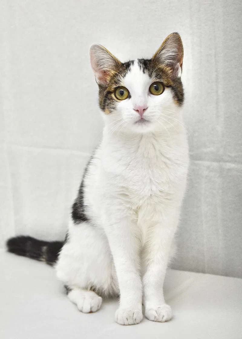 A baby medium-sized female White Domestic Short Hair cat named Meridian for adoption in Dublin, CA