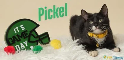 A baby small-sized male Domestic Short Hair cat named Pickle for adoption in Fairhope, AL