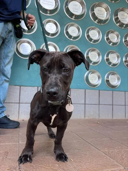 A young medium-sized male Pit Bull Terrier dog named Renzo for adoption in Honolulu, HI