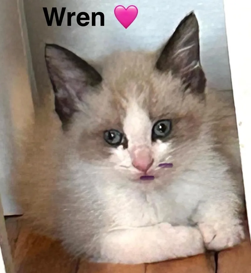 A baby small-sized female Seal Point Siamese cat named Wren for adoption in Beckley, WV