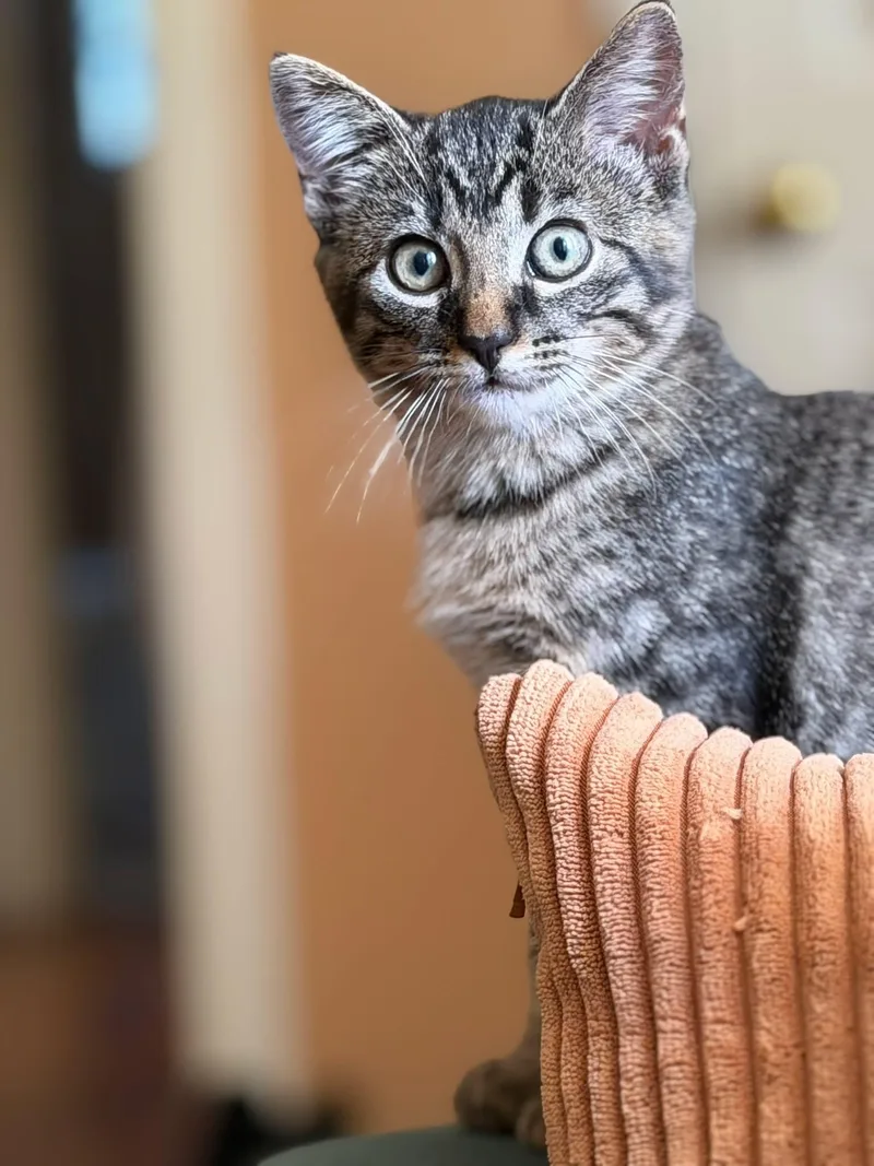 A baby medium-sized male Tabby (Gray / Blue / Silver) Domestic Short Hair cat named Biscotti for adoption in Manhattan, KS