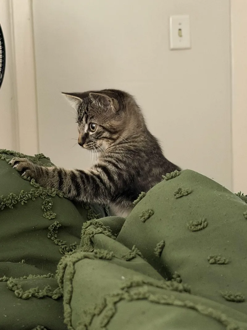 Biscotti thumbnail 3
