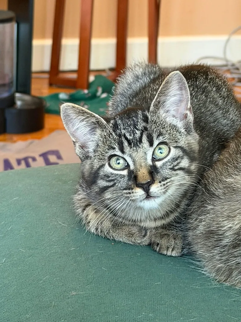 Biscotti thumbnail 5