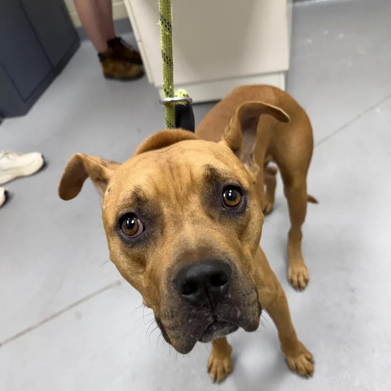 An adult medium-sized male Brown / Chocolate Mixed Breed dog named StrayVictoryDrive for adoption in Columbus, GA