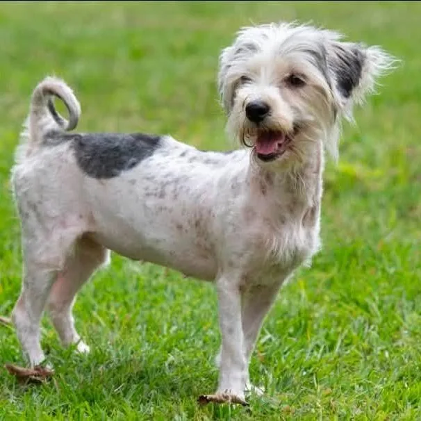 An adult small-sized female Shih Tzu dog named Ember for adoption in Minneapolis, MN