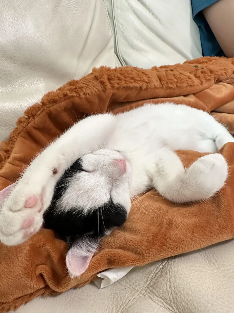 Purrrrfect Janice