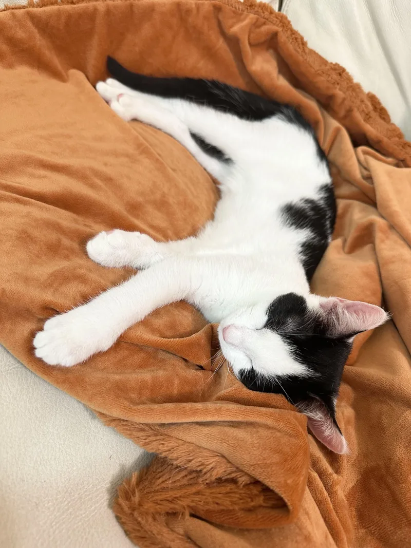 Purrrrfect Janice thumbnail 2