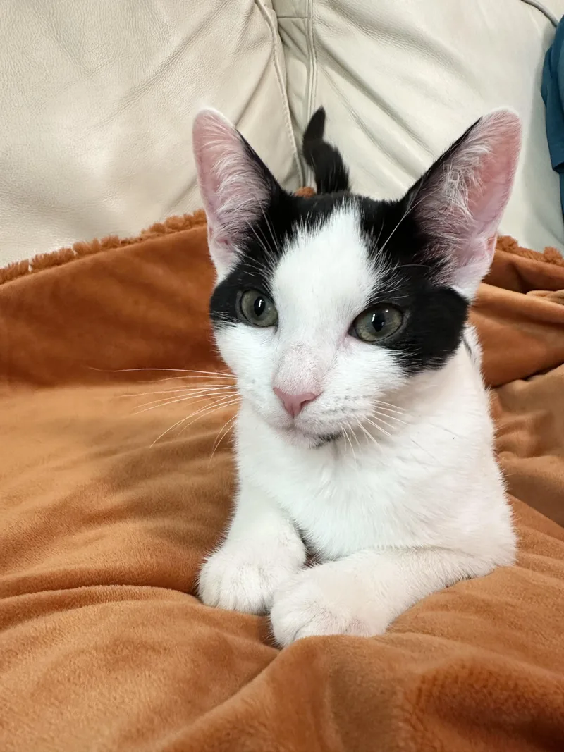 Purrrrfect Janice thumbnail 3