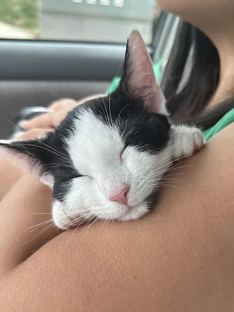 Purrrrfect Janice thumbnail 4