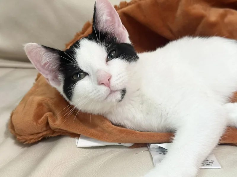 Purrrrfect Janice thumbnail 5