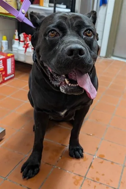 An adult large-sized female Cane Corso dog named Akila for adoption in Camarillo, CA