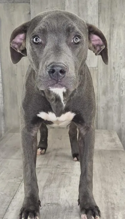 Kaia