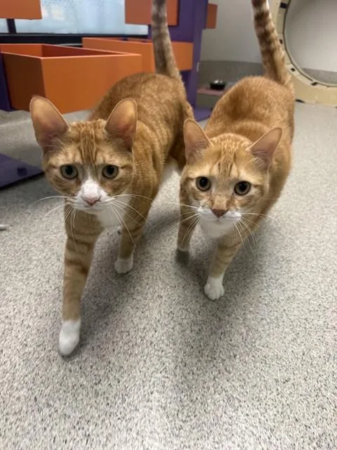 An adult small-sized male Domestic Short Hair cat named Shaggy for adoption in Omaha, NE