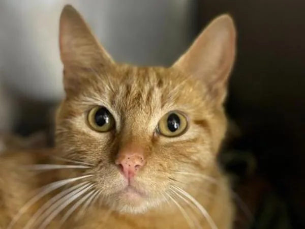 An adult medium-sized female Domestic Short Hair cat named Cinnamon Swirl for adoption in Portland, OR