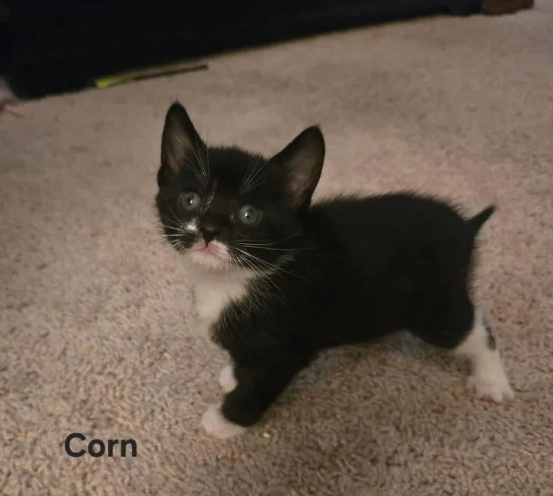 A baby medium-sized female Domestic Short Hair cat named Corn for adoption in Parkville, MD