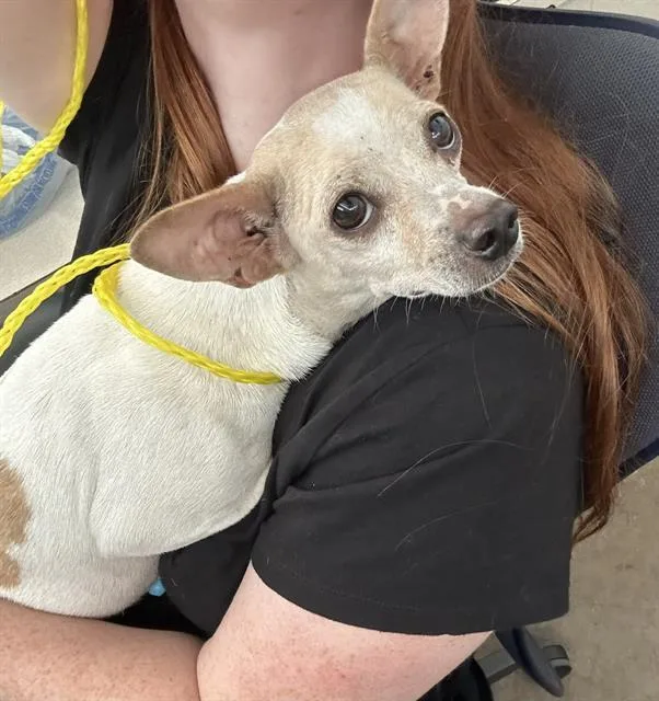 A young small-sized female Mixed Breed dog named Martha for adoption in Dallas, TX