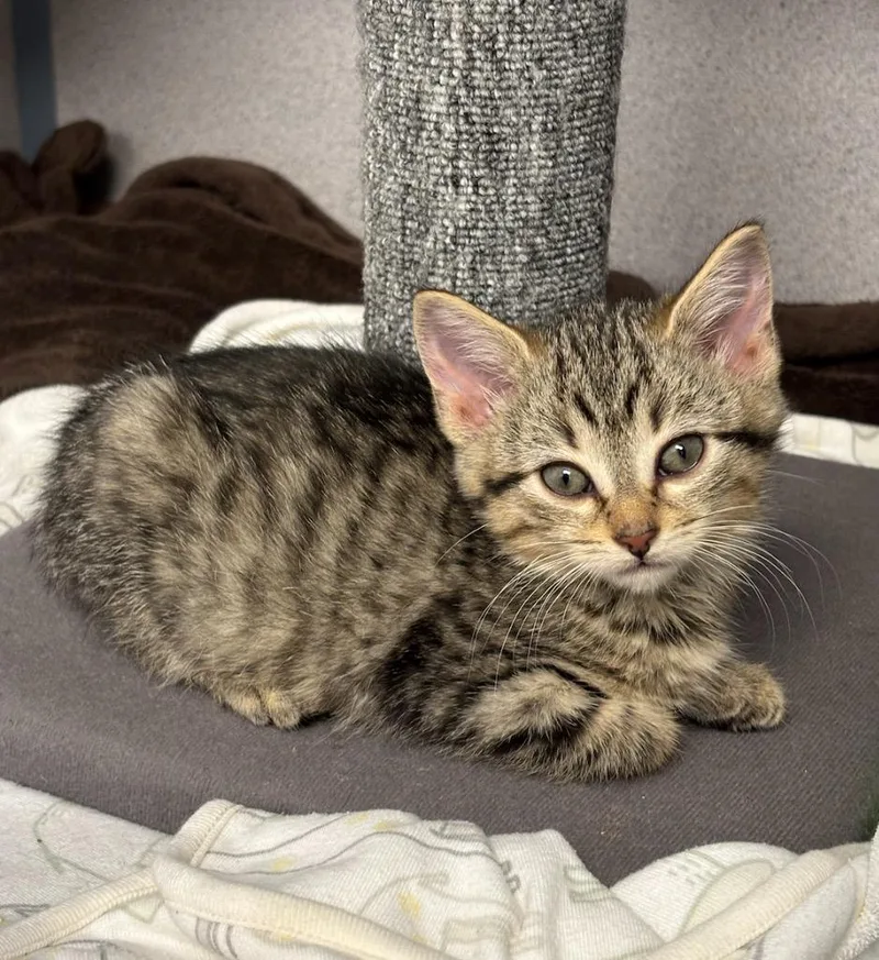 A baby small-sized female Domestic Short Hair cat named Hazelnut for adoption in Liverpool, NY