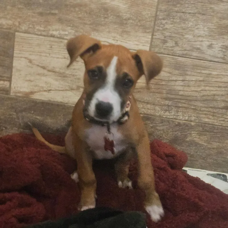 A baby large-sized female Boxer dog named Brioche for adoption in Oceanside, CA