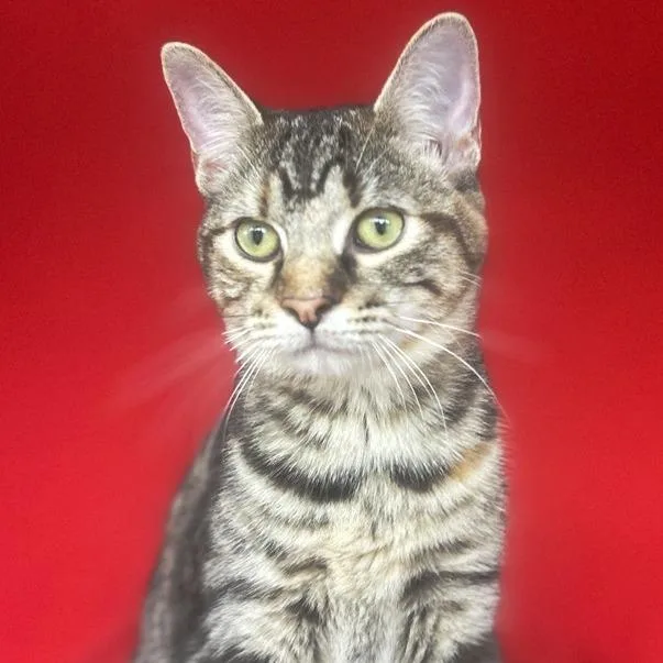 A young medium-sized female Gray / Blue / Silver Domestic Short Hair cat named Clawdia for adoption in Concord, NH