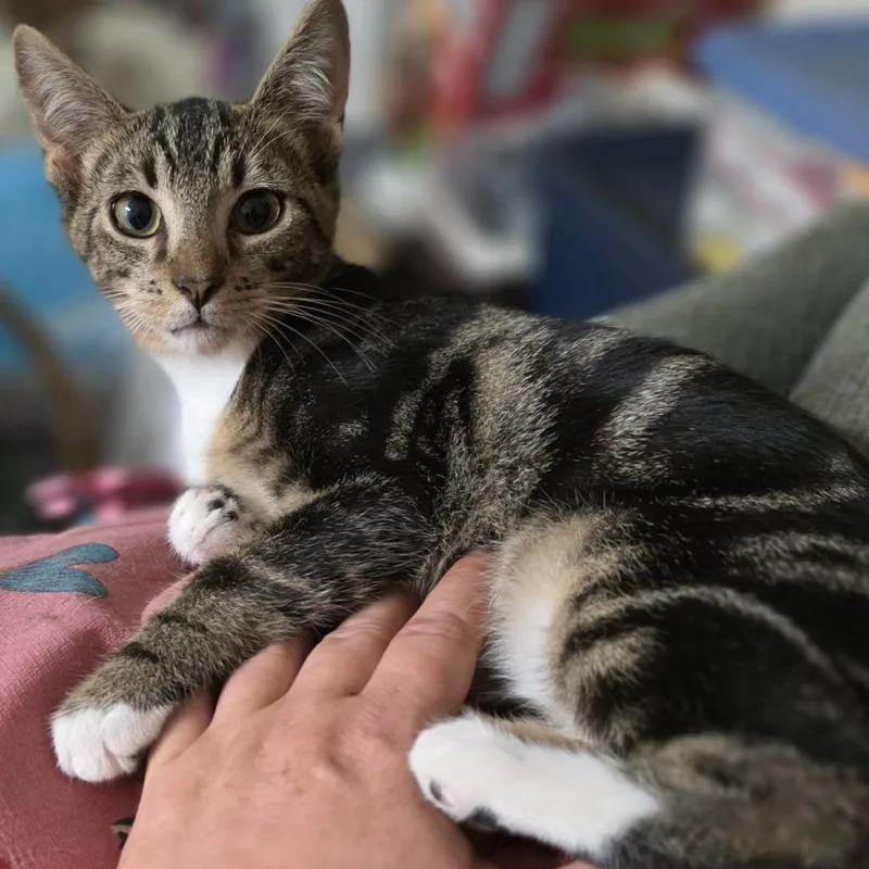 A baby small-sized male Gray / Blue / Silver American Shorthair cat named Grump for adoption in Eufaula, AL