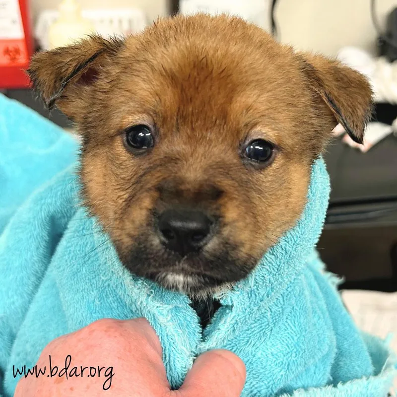 A baby medium-sized female Brown / Chocolate Mixed Breed dog named Zen for adoption in Cheyenne, WY