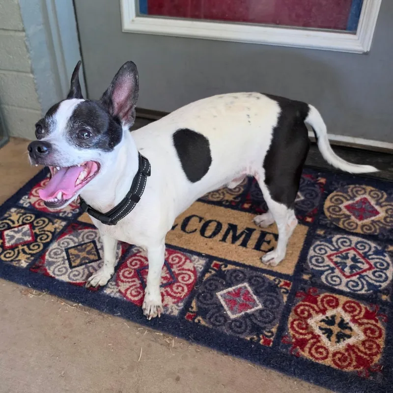A senior small-sized male White / Cream Jack Russell Terrier dog named Dukie for adoption in Phoenix, AZ
