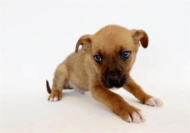 Louie