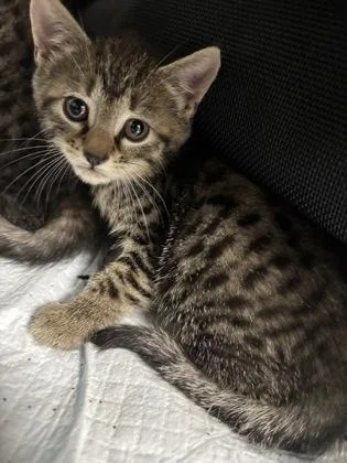 A baby small-sized female Domestic Short Hair cat named Diet Coke for adoption in Cumming, GA