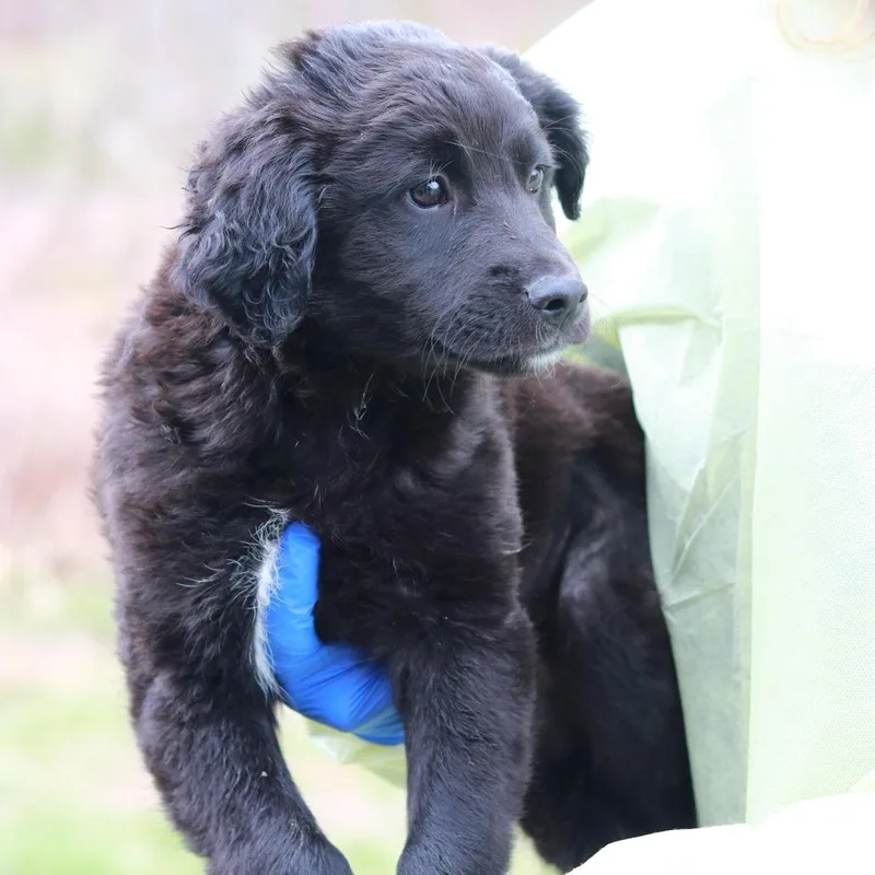 A baby medium-sized male Black Border Collie dog named Ct Spencer for adoption in Stormville, NY
