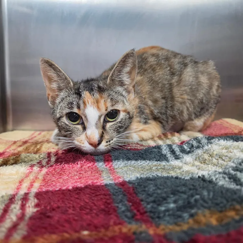 A young medium-sized female Orange / Red Domestic Short Hair cat named Butters for adoption in Lakeland, FL