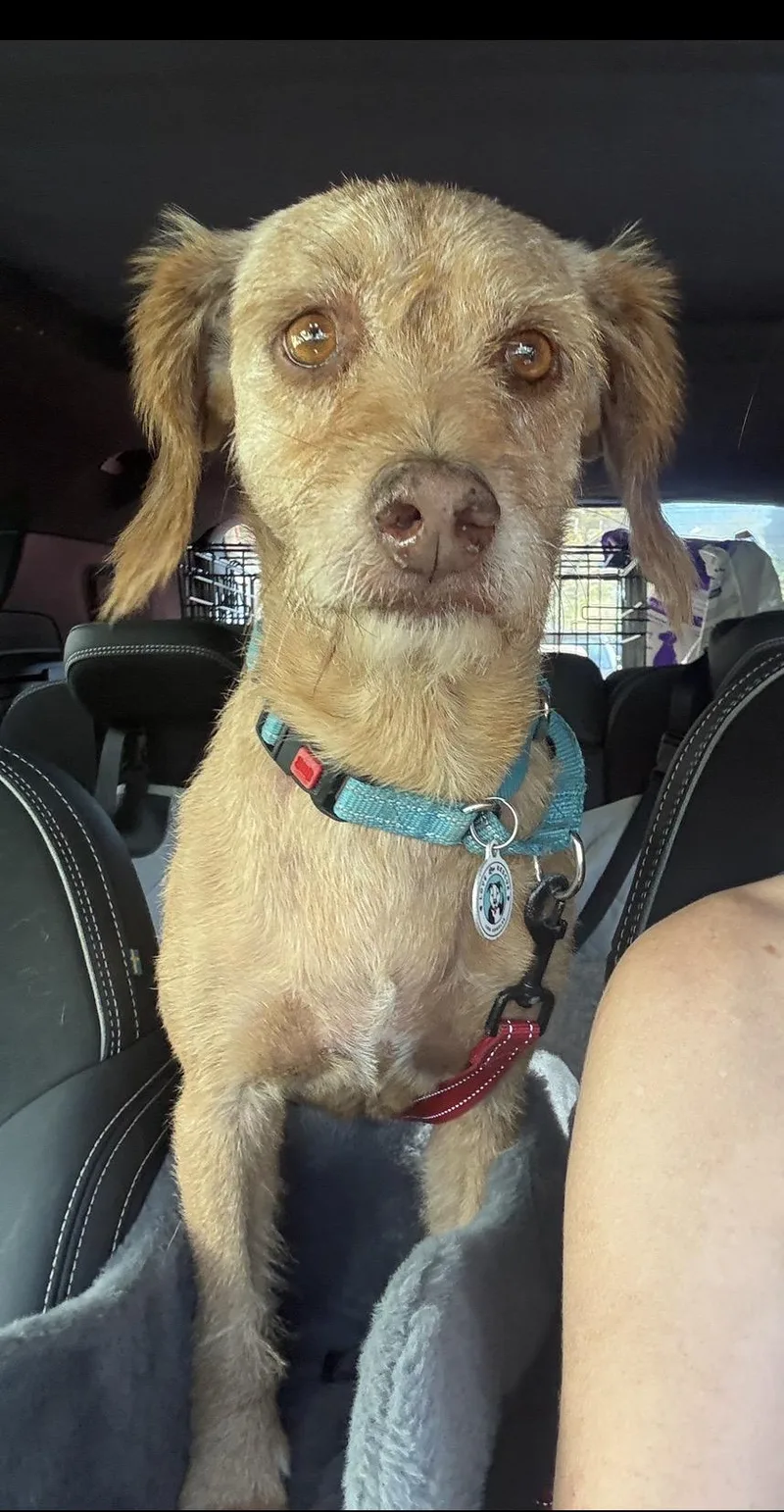 A senior medium-sized male Terrier dog named Max for adoption in Los Angeles, CA