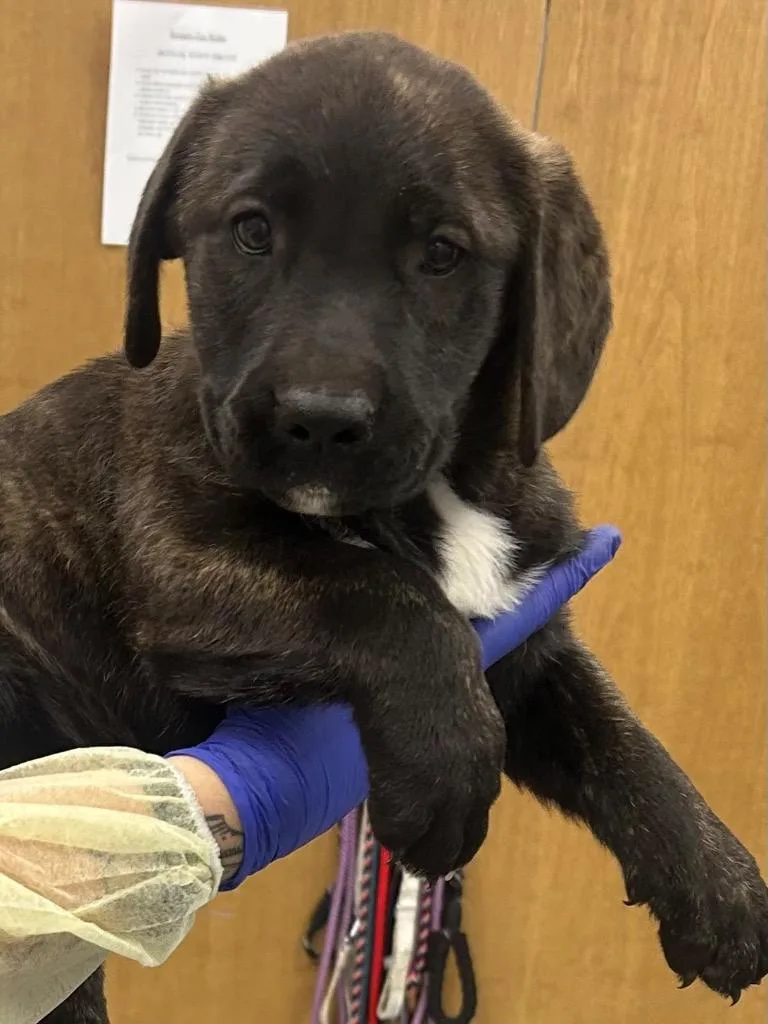 A baby medium-sized male Shepherd dog named Franklin for adoption in Hartsville, SC