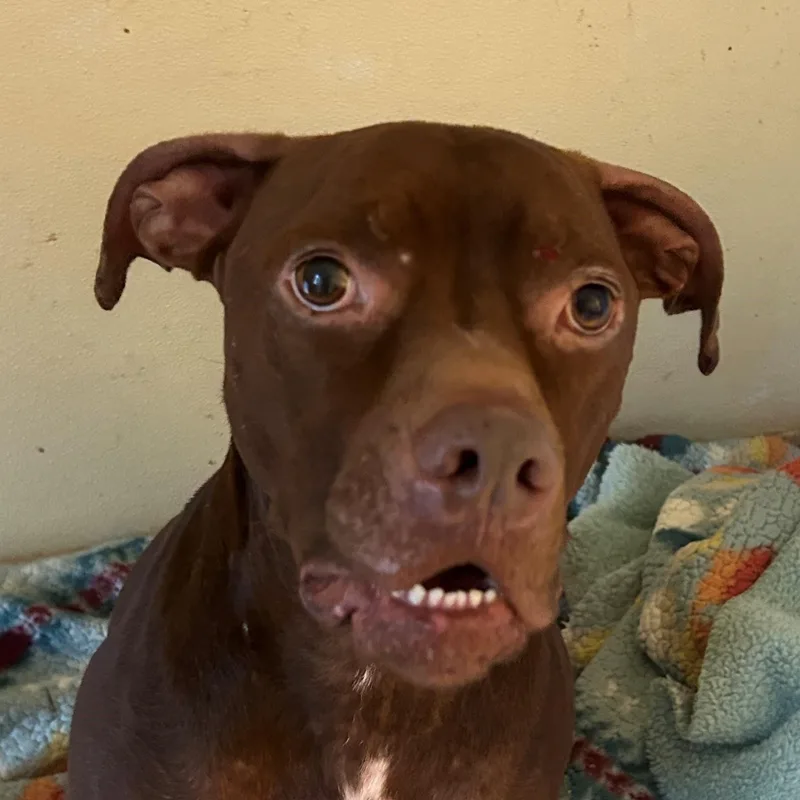 A young medium-sized male Brown / Chocolate Pit Bull Terrier dog named Nugget for adoption in Quilcene, WA