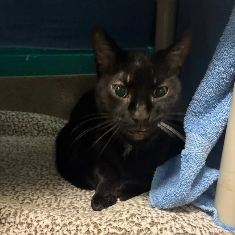 A senior medium-sized female Black Domestic Short Hair cat named Tye for adoption in Fredericksburg, VA