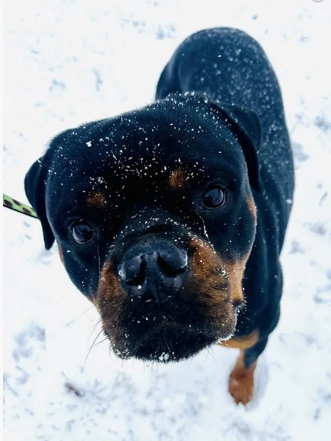 Reign Beau Bear thumbnail 3