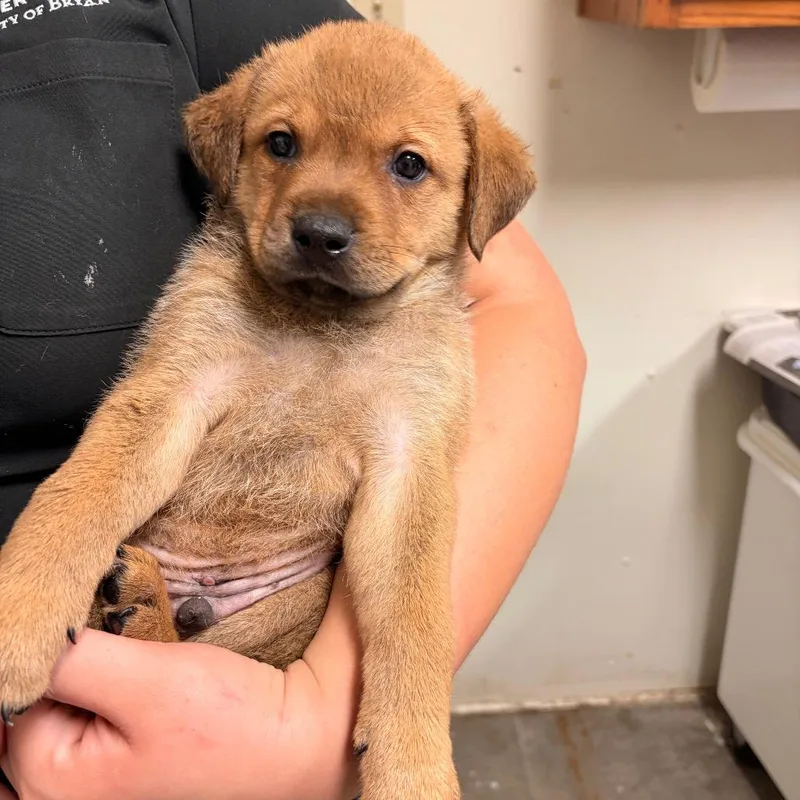 A baby small-sized male Sable Great Pyrenees dog named Razzmatazz for adoption in Bryan, TX
