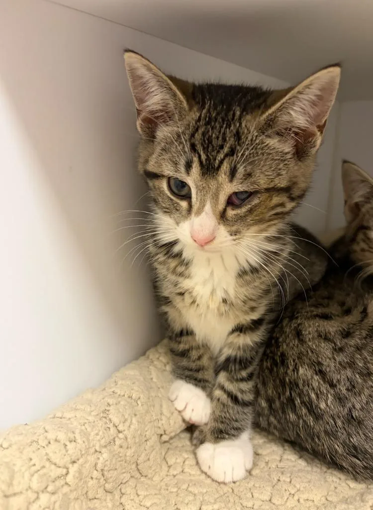 A baby small-sized female Domestic Short Hair cat named Gina for adoption in Liverpool, NY