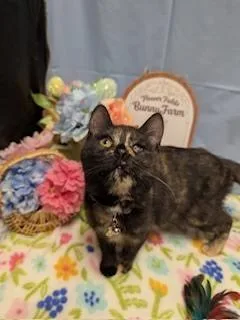 A baby small-sized female Domestic Short Hair cat named Kira for adoption in Greensboro, NC