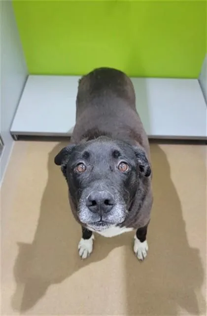 A senior large-sized male Labrador Retriever dog named Otis for adoption in Saint Peters, MO