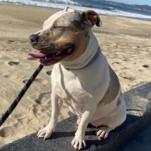 An adult large-sized female Staffordshire Bull Terrier dog named Shellsea for adoption in Alameda, CA