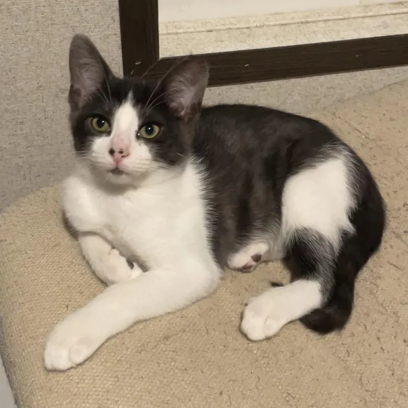 A baby small-sized male Black & White / Tuxedo Domestic Short Hair cat named Mr Bean for adoption in Panama City Beach, FL