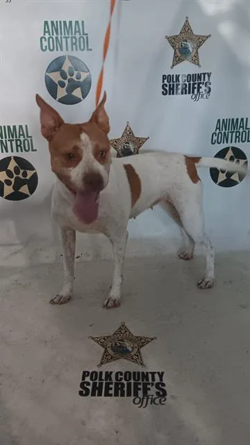 A young medium-sized female Australian Cattle Dog / Blue Heeler dog named Blondie for adoption in Winter Haven, FL
