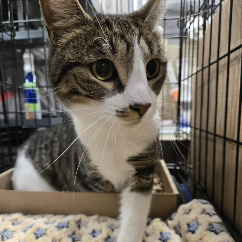 An adult large-sized male Gray / Blue / Silver Domestic Short Hair cat named Dax for adoption in Philadelphia, PA
