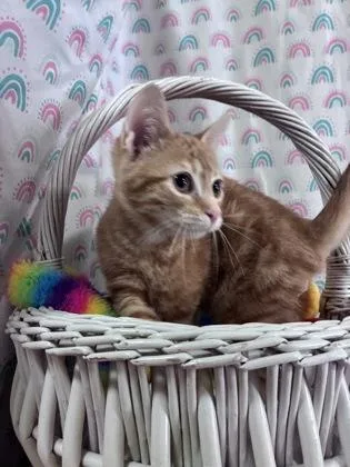 A baby small-sized male Domestic Short Hair cat named Dorito for adoption in Bloomsburg, PA