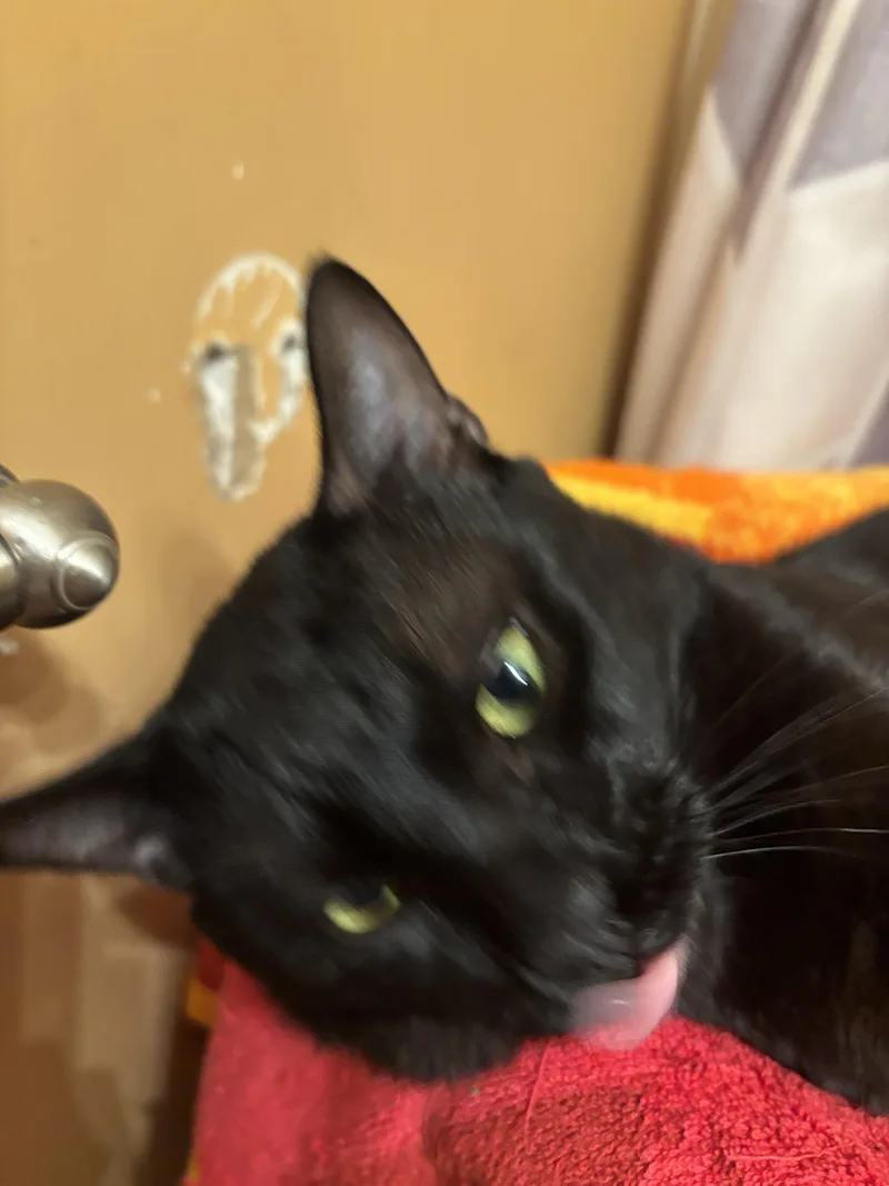 A young medium-sized male Domestic Short Hair cat named Clarence for adoption in Melrose, MA