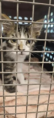 A baby small-sized male Domestic Short Hair cat named Max for adoption in San Martin, CA